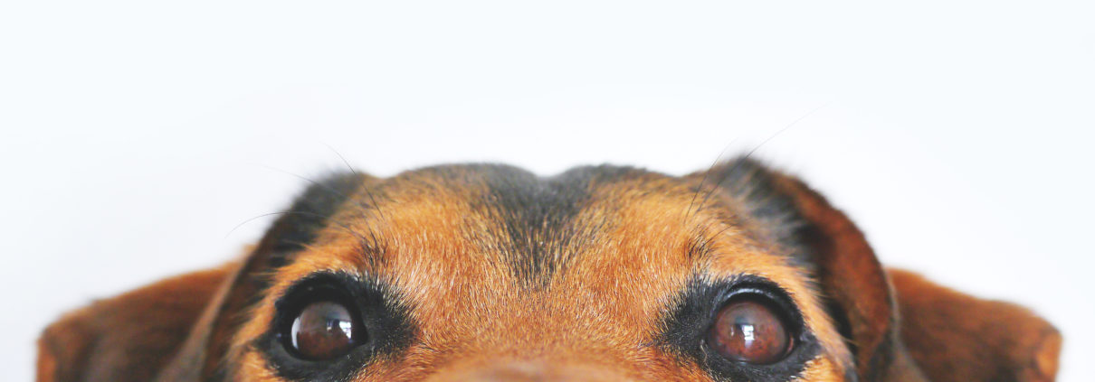 happy-dog-big-eyes