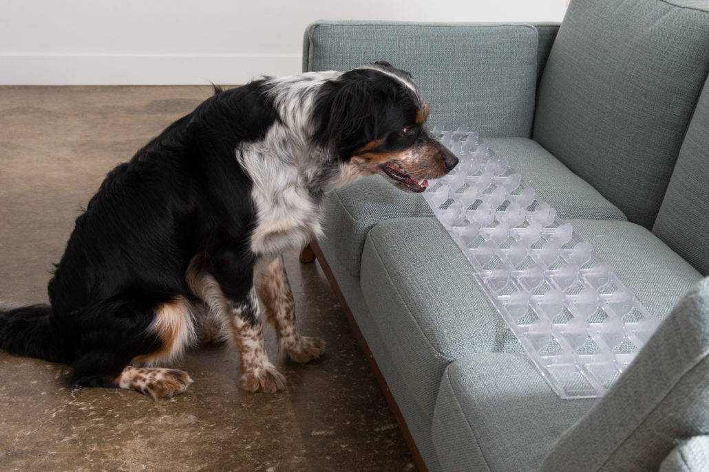 Best Product To Keep Dogs Off Couch at Nelson Elliott blog