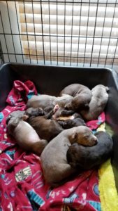 shelter puppies for adoption